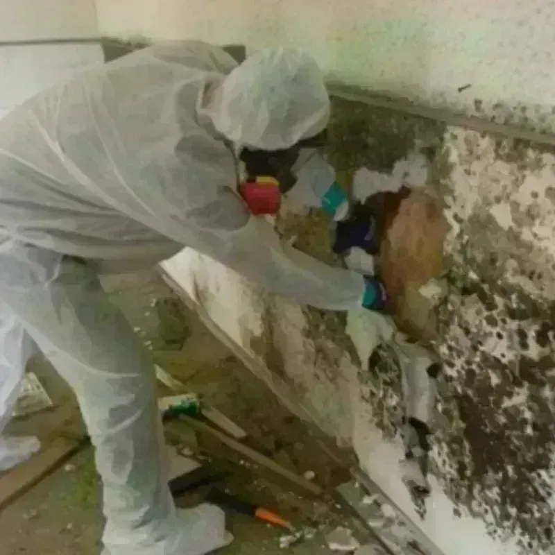 Mold Remediation and Removal in Dunnigan, CA